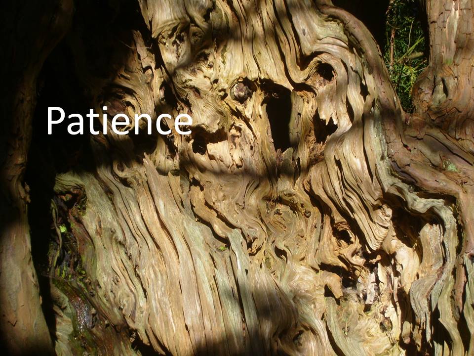 Patience