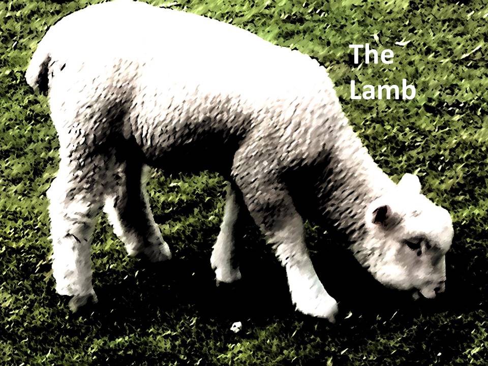 The Lamb