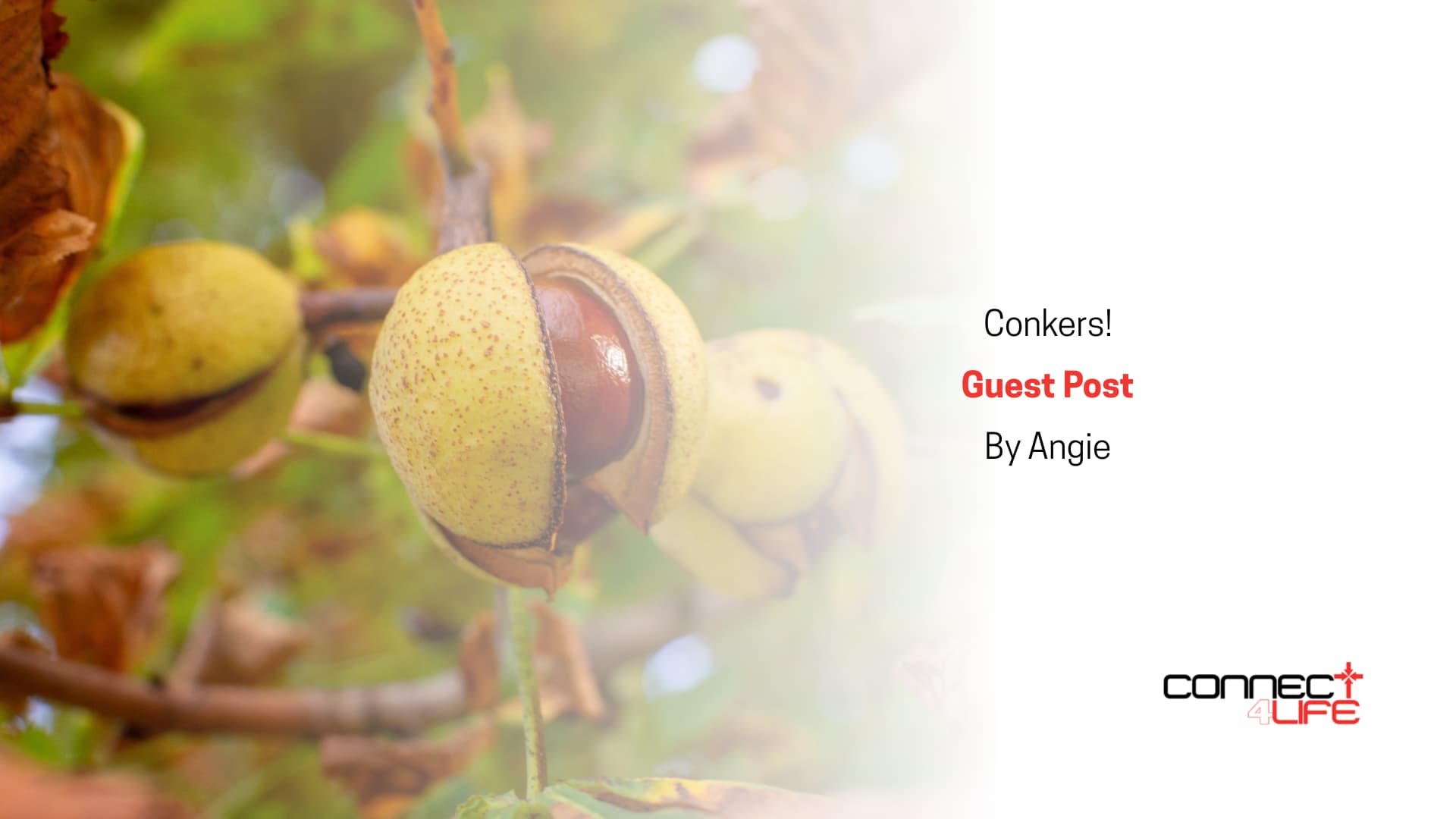 Conkers! By Angie Sharing Stories C4L
